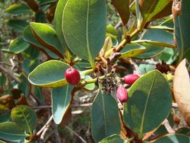   Fruits:   Guapira noxia ; Photo by J. Medeiros, commons.wikimedia.org
